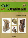 ヴォルフ カラー人体解剖学図譜/PetraKopf‐Maier/井上貴央【3000円以上送料無料】
