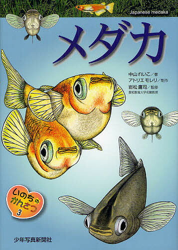 メダカ／中山れいこ／アトリエモレリ／岩松鷹司【3000円以上送料無料】