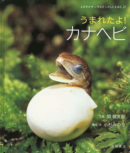 うまれたよ カナヘビ／関慎太郎／小杉みのり【3000円以上送料無料】