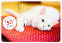 ねこ禅 人生がふニャっとなごむ50の教え/菅原研州【3000円以上送料無料】