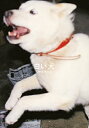 白い犬/梅佳代【3000円以上送料無料】