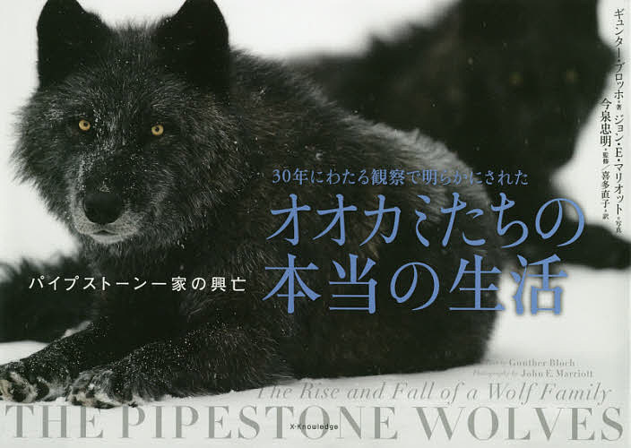 30年にわたる観察で明らかにされたオオカミたちの本当の生活 パイプストーン一家の興亡／ギュンター ブロッホ／ジョン E マリオット／今泉忠明【3000円以上送料無料】