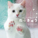 ねこきゅう ぷにぷに肉球まつり/小川晃代/湯沢祐介【3000円以上送料無料】