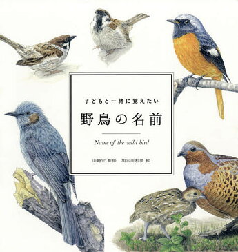 子どもと一緒に覚えたい野鳥の名前／山崎宏／加古川利彦【合計3000円以上で送料無料】