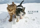 北に生きる猫/土肥美帆【3000円以上送料無料】