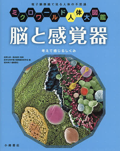 脳と感覚器 考えて感じるしくみ 電子顕微鏡で見る人体の不思議／宮澤七郎／島田達生／医学生物学電子顕微鏡技術学会【3000円以上送料無料】