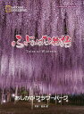 ふじのはな物語/田島遼/あしかがフラワーパーク/旅行【3000円以上送料無料】