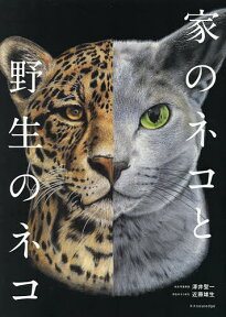 家のネコと野生のネコ／澤井聖一【3000円以上送料無料】