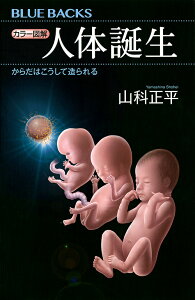 カラー図解人体誕生 からだはこうして造られる/山科正平【3000円以上送料無料】
