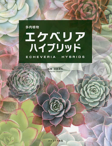 多肉植物エケベリアハイブリッド／羽兼直行【3000円以上送料無料】