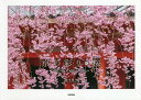 京の彩り・桜/橋本健次【3000円以上送料無料】