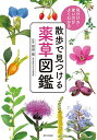 散歩で見つける薬草図鑑 見分け方・使い方がよくわかる／指田豊