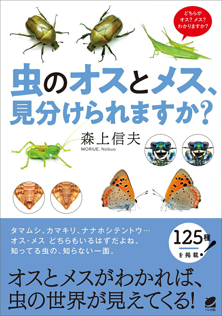 著者森上信夫(著)出版社ベレ出版発売日2022年05月ISBN9784860646905ページ数95Pキーワードむしのおすとめすみわけられますか ムシノオストメスミワケラレマスカ もりうえ のぶお モリウエ ノブオ9784860646905内容紹介虫のオスとメス、見分けられますか？カブトムシやクワガタムシは、ツノや顎などで見分けられますが、では、タマムシやカマキリ、ナナホシテントウなどはどうでしょう？これらはよく知っている昆虫ですが、オスとメスの違いを聞かれるとちょっと迷ってしまいますよね。本書は、身近で見られる虫を125種ほど取り上げ、オスとメスの違いを紹介します。子どもから大人まで大人気の虫や、虫好きでも違いをなかなか知らないような虫まで盛りだくさん。さらに、見た目ではなく、行動や生態で雌雄を見分けることができる虫もいるので、昆虫観察がさらに楽しくなること間違いなし。昆虫の世界の多様性へと運んでくれる一冊です。目次1章 「かたち」に注目…触角 コラム01 手乗りスズメバチ？2章 「かたち」に注目…前脚 コラム02 メスだけ6本脚？3章 「かたち」に注目…産卵管 コラム03 産卵痕を探してみよう4章 「かたち」に注目…尾端 （産卵管以外） コラム04 「ゲニタリ屋」とは？5章 「かたち」に注目…その他の部位 (1)「一目瞭然」から「差異微妙」まで (2)アンバランスな体形は、たいていオス？ コラム05 オスだけ、メスだけ、左右非対称の虫6章 「かたち」に注目…トンボはここを見る コラム06 トンボの不思議な交尾姿勢7章 「かたち」に注目…セミはここを見る コラム07 セミは、ぬけがらでも雌雄がわかる8章 「かたち」に注目…ハエやハナアブはここを見る コラム08 ハチかどうかまぎらわしい場合、ここを見る9章 「大きさ」に注目 コラム09「蚤の夫婦」というけれど……10章 「色・もよう」に注目 (1)チョウ コラム10 「A，B，O」といっても、血液型ではありません (2)トンボ コラム11 トンボは玉虫色？11章 こんな見分け方もある 「貞操帯」がつけられたチョウ 色やもようで見分けられないチョウは？ 「性標」とは 発光器で見分けるホタル 「顔色」で見 分けるハンミョウ 臨月のようなおなかでメス確定 幼虫でもオスメスが見 分けられる？ 「ライポン」を知っていますか 形態ではなく、生態・行動からも雌雄が見分けられる—1 育児中ならオスメス確定 形態ではなく、生態・行動からも雌雄が見分けられる—2 チョウの吸水集団はオス 77 形態ではなく、生態・行動からも雌雄が見分けられる—3 その他12章 「しなやかな鎧」※本データはこの商品が発売された時点の情報です。目次「かたち」に注目…触角/「かたち」に注目…前脚/「かたち」に注目…産卵管/「かたち」に注目…尾端（産卵管以外）/「かたち」に注目…その他の部位/「かたち」に注目…トンボはここを見る/「かたち」に注目…セミはここを見る/「かたち」に注目…ハエやハナアブはここを見る/「大きさ」に注目/「色・もよう」に注目/こんな見分け方もある/「しなやかな鎧」