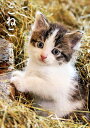 こねこ/岩合光昭【3000円以上送料無料】