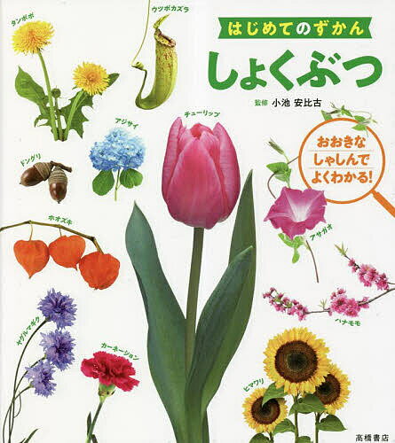 しょくぶつ おおきなしゃしんでよくわかる!／小池安比古【3000円以上送料無料】