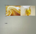 はじめてあった/大橋仁【3000円以上送料無料】