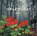 ブナの大樹を求めて 金井信治写真集/金井信治【3000円以上送料無料】