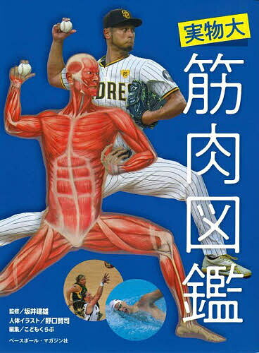 実物大筋肉図鑑／坂井建雄／野口賢司人体イラストこどもくらぶ【3000円以上送料無料】