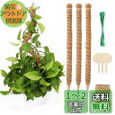 JANLOFO 支柱 園芸 3本セット 園芸支柱 60cm モンステラ フラワースタンド ヘゴ支柱 ガーデニング支柱 ココナッツ支柱 花支え 支柱 水分養分維持...