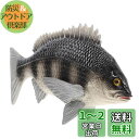EXCEART 鯛 海の動物 フィギュア 魚のモデル プラモデル 魚 魚のミニチュア 魚 鯛 黒鯛 置物 鯛 模型 ミニチュア 装飾的な 黒い 置物 オモチャ シミュレーション ブラック 1個入(3)