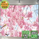 U-SITU タペストリー 壁掛け 壁飾り 桜舞い 桜見 満開桜 自然景色 オシャレ 背景 多機能 布ポスター インテリア 雰囲気転換(サイズ:長さ180cm x 幅230cm)カラー:GT0122C