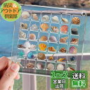 siawadeky 貝殻 ディスプレイ ボックス 全透明 マグネット式 ミニ貝殻ボックス 防水 防塵 アクリル製 シェル収納ケース 巻貝 ヒトデ ネイル ビーズ 小物入れ 磁気ケース 自宅 オフィス 店舗 卓上用 蓋付き 36グリッド