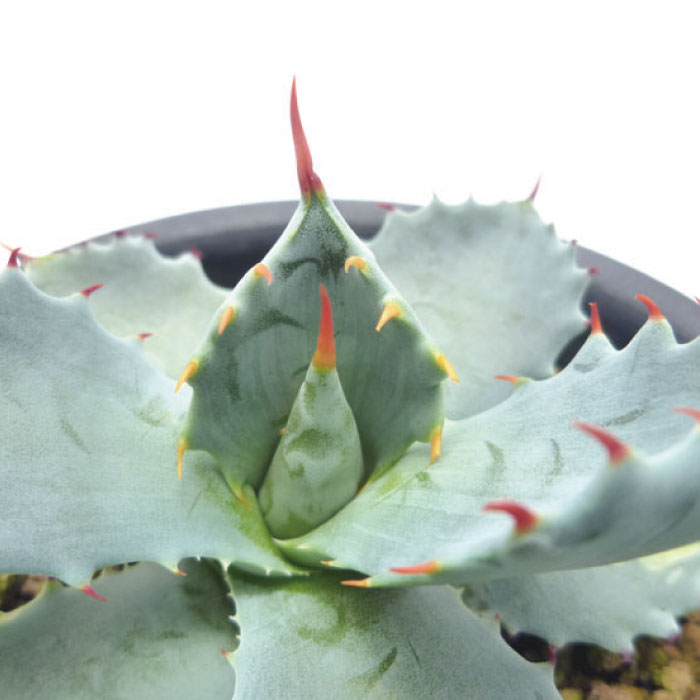 アガベ・イシスメンシス「 多肉植物 」大人気のアガベ 雷帝 Agave isthmensisのサムネイル