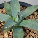 多肉植物 アガベ ブルーエンバー Agave Blue ember