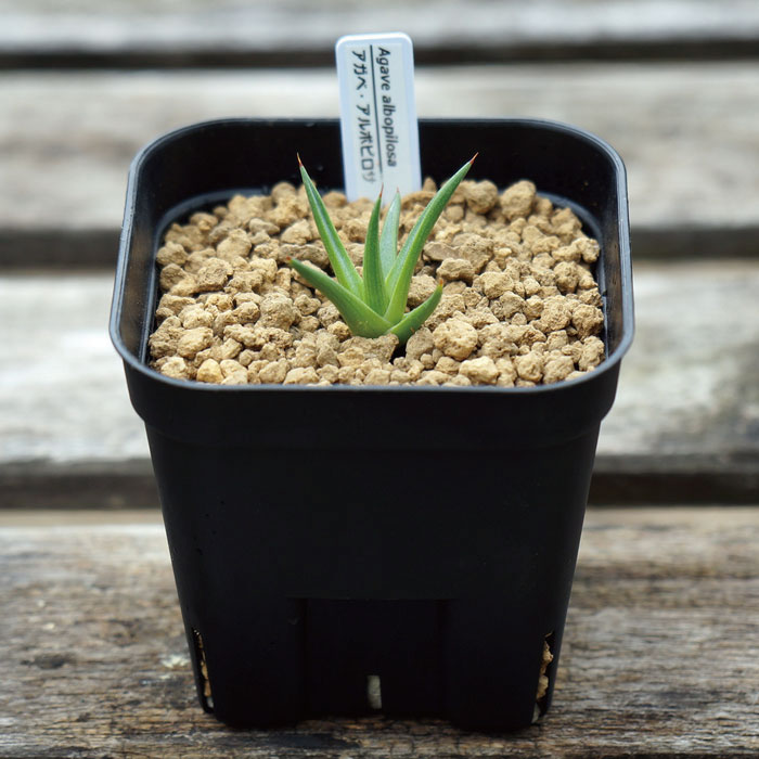 多肉植物 アガベ・アルボピロサ Agave Albopilosa アルボピローサ