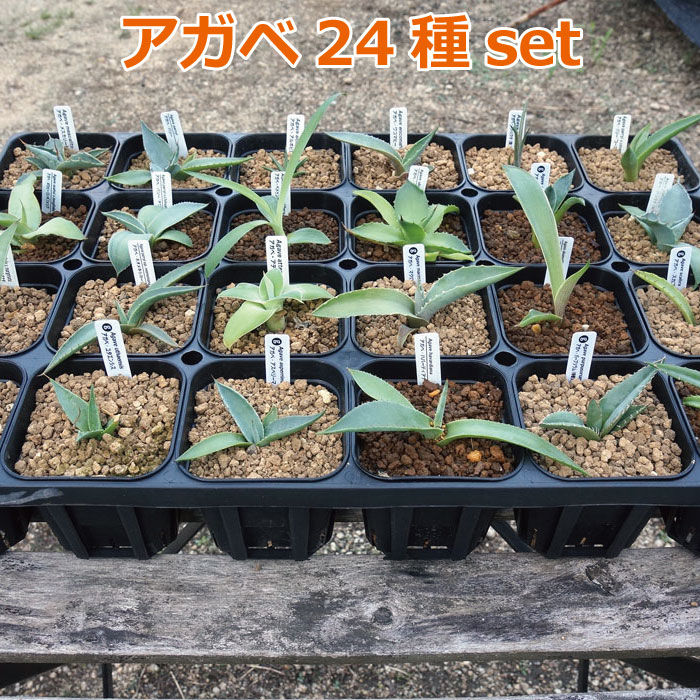 アガベ 24種セット agave 【 多肉植物 観葉植物 珍奇植物 趣味 園芸 男前 植物 ドライガーデン 】のサムネイル