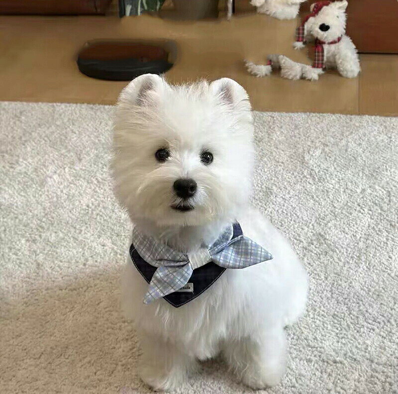 商品説明商品内容ペットキーワードシュナウザー チェック柄 リボン よだれかけ バンダナ 子犬・子猫から大型犬まで対応 おしゃれ ペットアクセサリ猫用 犬用 よだれかけ バンダナ チェック柄 リボン ブルー イエロー レッド 3 色 子犬・子猫から大型犬まで対応 おしゃれ かわいい 小型犬 シュナウザー パピヨン ペットアクセサリー詳細情報素材：デニム+ポリエステル生産国中国注意書き※商品写真は、できる限り現品を再現するように画像処理などの補正を行っておりますが、ご利用のモニターや環境により差異が生じます。予めご了承ください。※生地の特性上、多少ニオイがある場合がございますが、日陰干しで数日干していただくか、あるいは数回ご使用していただく間に、 ニオイは気にならなくなります。※上記の数値は、実測によるものです。多少の誤差はご容赦ください。※仕様は予告なく変更される場合があります。（ご使用に差し支えない程度）・色がある場合、モニターの発色の具合によって実際のものと色が異なる場合がある。・ご注文後、10営業日以内に配送手続きをいたします。配送作業完了後、4〜7日程度でのお届けとなります。（商品によって納期が異なりますので、詳細は店舗までお問い合わせください。） 猫用 犬用 よだれかけ バンダナ ネックウェア 蝶ネクタイ スカーフ 小型犬 ラグドール トイプードル チワワ おしゃれ 可愛い 誕生日 記念撮影 お散歩 シュナウザー パピヨン ペットアクセサリー トイプードル チワワ ラグドール シニア猫 シュナウザー チェック柄 リボン よだれかけ バンダナ 子犬・子猫から大型犬まで対応 おしゃれ ペットアクセサリー ブルー・イエロー・レッド 3 色のチェック柄"メーカー希望小売価格はメーカーカタログに基づいて掲載しています