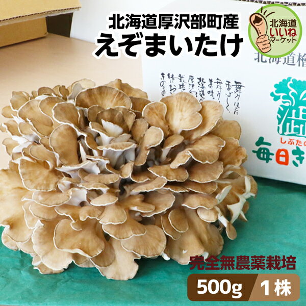 まいたけ きのこ 舞茸 えぞまいたけ 500g 1株 送料無料 北海道産 肉厚 完全無農薬 産地直送 朝採れ 北海道 お取り寄せ ギフト 国産 野菜 セット 贈...