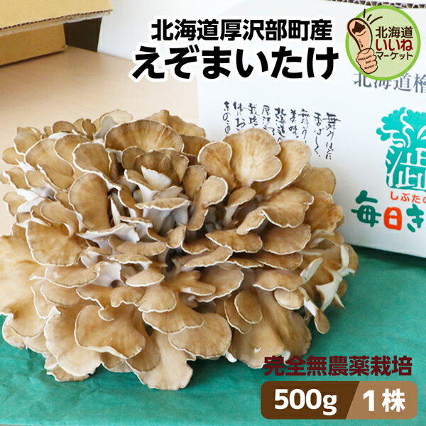 まいたけ きのこ 舞茸 北海道産 えぞまいたけ 500g 1株 肉厚 完全無農薬 産地直送 朝採れ 北海道 お取り寄せ ギフト 国産 野菜 セット 贈り物 新鮮 マイタケ 贈答品 ごちそう 農家 直送 北海道グルメ お取り寄せグルメ 無農薬野菜 しぶたの毎日きのこ