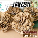 まいたけ きのこ 舞茸 えぞまいたけ 2kg 4〜6株 送料無料 北海道産 大容量 肉厚 完全無農薬 産地直送 朝採れ 北海道 お取り寄せ ギフト 国産 野菜 ...