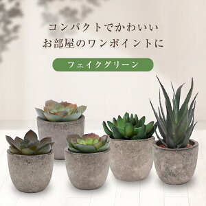 10ݥȥХå 5å ե꡼ ߥ ͹տʪ ͹¿ʪ տʪ ƥꥢ ꡼   ޯ ե  ȥ  ե  ߥ plants ꡼ ǥ  ¿ʪ  ʪ home indoor ꥢ