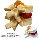 【エントリーでP10倍】12cm ガイコツ 骨 骨格 実験 教材 標本 整骨院 模型 実験 教材 骨格 ガイコツ 人体 モデル 腰椎模型 間接模型(4)