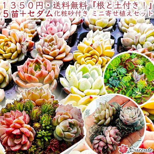 楽天市場】多肉植物 抜き苗の通販