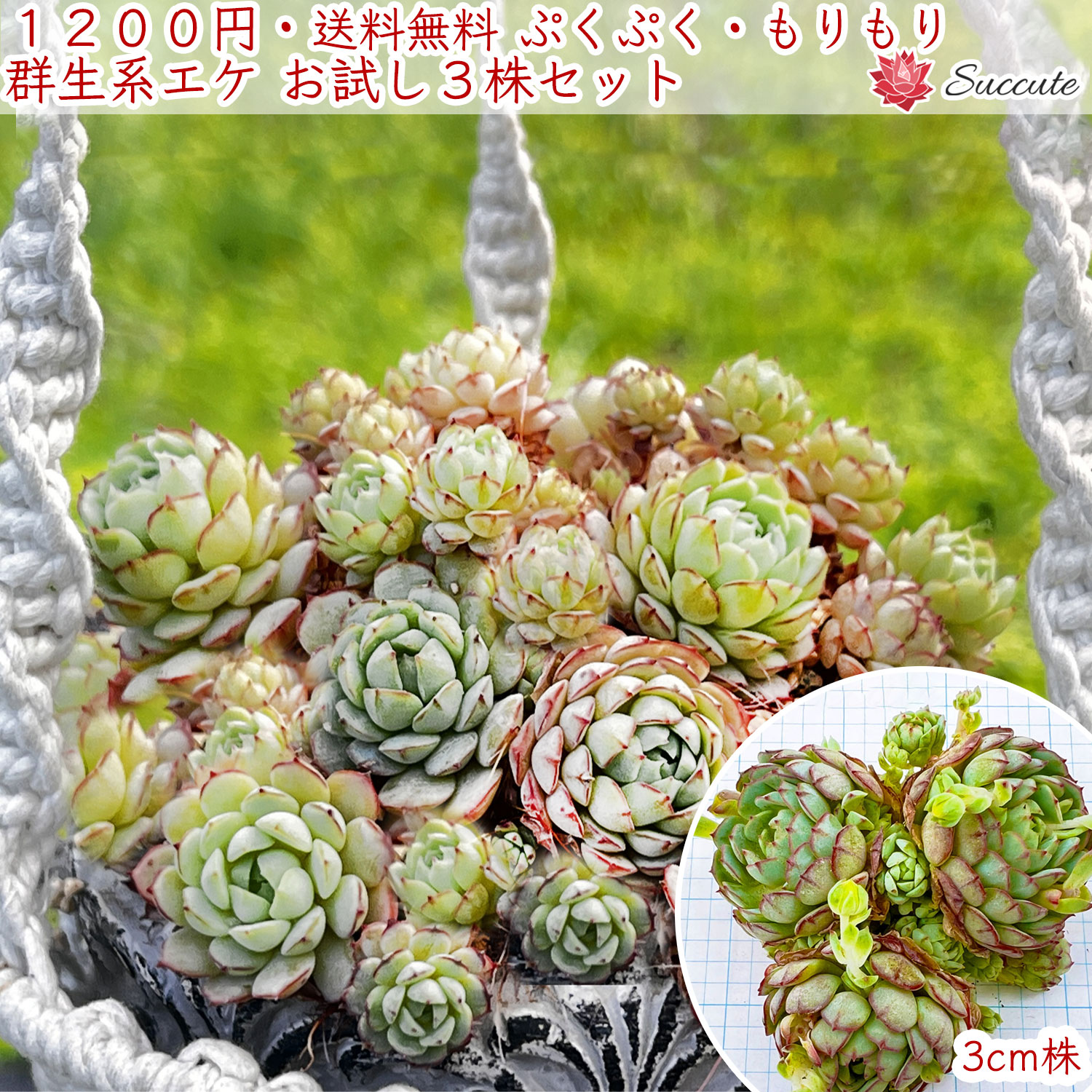 楽天市場】多肉植物 赤（観葉植物｜花・観葉植物）：花・ガーデン・DIY