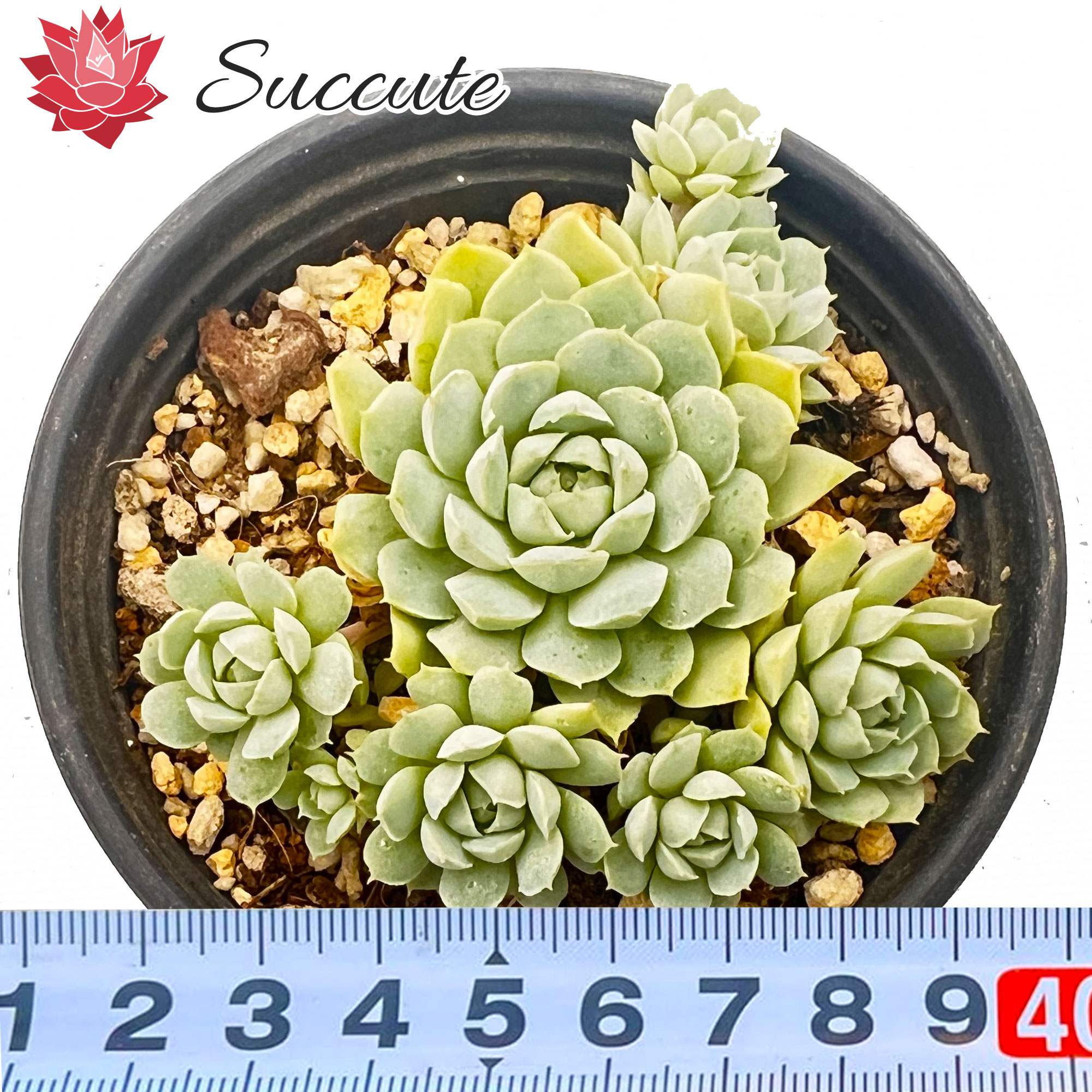 Succute エケベリア 韓国産 多肉植物 寄せ植え 群生 ヘイル幼苗(雹/ヒョウ) 韓国苗 美苗 株幅 3～4cm インテリア グリーン セダム アエオ