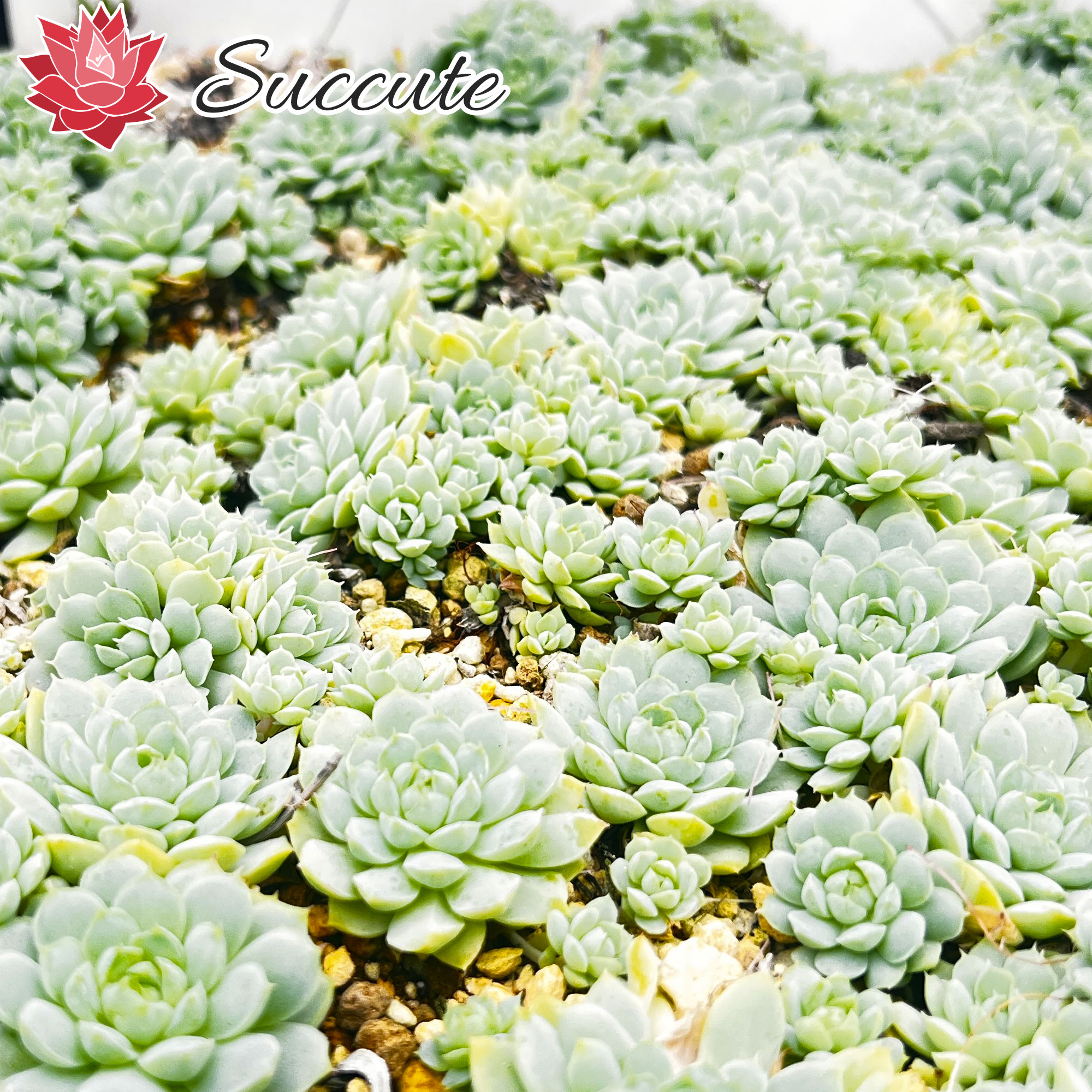 Succute エケベリア 韓国産 多肉植物 寄せ植え 群生 ヘイル幼苗(雹/ヒョウ) 韓国苗 美苗 株幅 3～4cm インテリア グリーン セダム アエオ