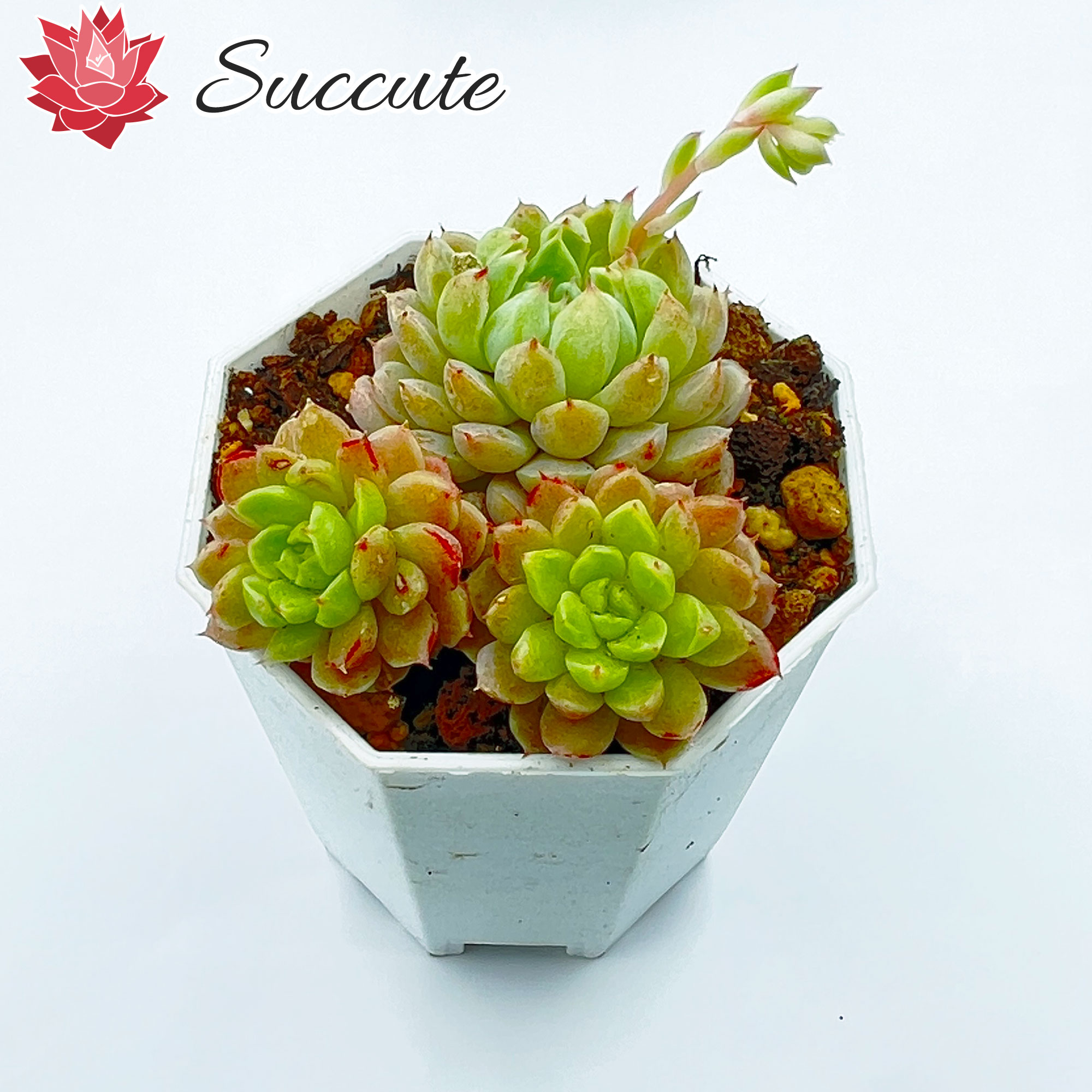 Succute 韓国産 エケベリア 苗 新品種 レンズラノリンボール 【2号ポット】