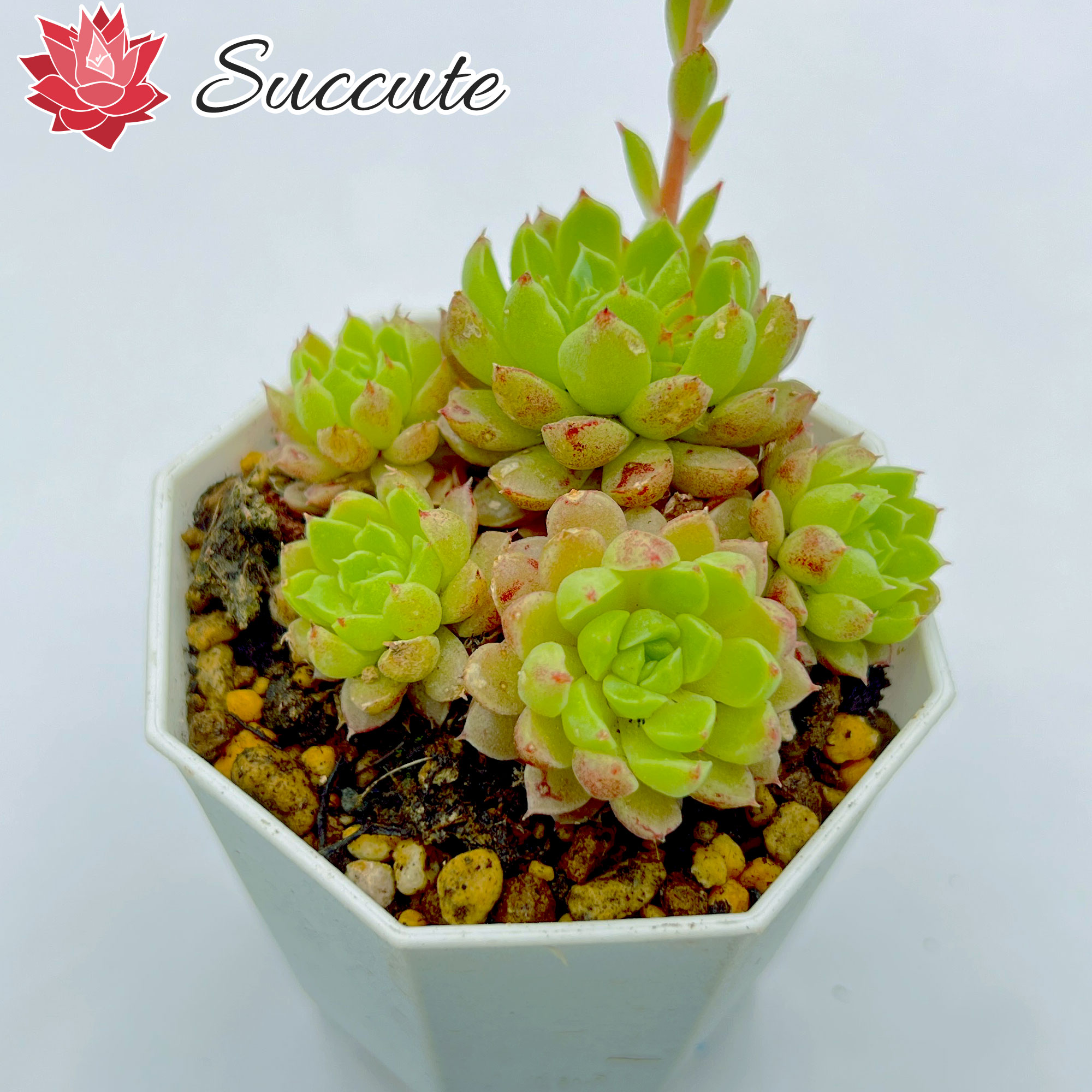 Succute 韓国産 エケベリア 苗 新品種 レンズラノリンボール 【2号ポット】