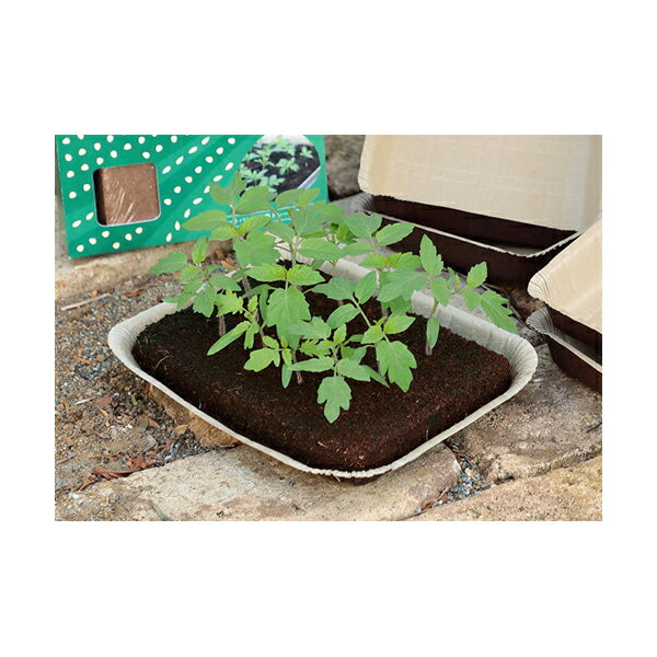 �������Υ��� ���ޤ������ͤ��ޤ����� �ԡ��ȥХ� 5�祻�å�