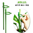 60cm 支柱 園芸用 つる性植物 観葉植物 10本セット 75cm 30cm ガーデニング 植物支柱 フラワースタンド 花ささえ 観葉支柱 植物サポート フラ...