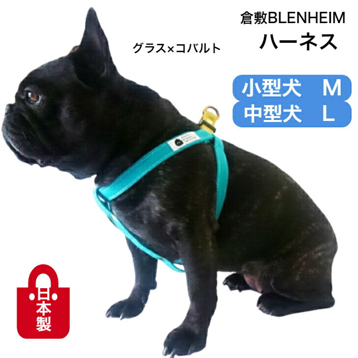 ϡ̥ͥ饹ߥХBLENHEIMפʥ֥󥰸ƹأ̥ƹꣴ