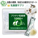 乳酸菌 サプリ 猫 犬 ペット サプリメント 粉 パウダー 顆粒 送料無料 プラチナ乳酸菌 濃縮乳酸菌 ナノ型乳酸菌 国産 乳酸菌ラボ お腹の健康 免疫調整 口...