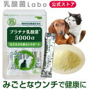 乳酸菌 ペット サプリ 犬 猫用 プラチナ乳酸菌5000α（5包入）犬 乳酸菌 サプリメント
