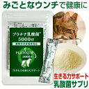 犬 猫 乳酸菌 サプリ　プラチナ乳酸菌5000α (5包入) 【ペット ペットサプリ サプリ】【栄養補助 栄養補給 健康食品】【メール便 送料無料】