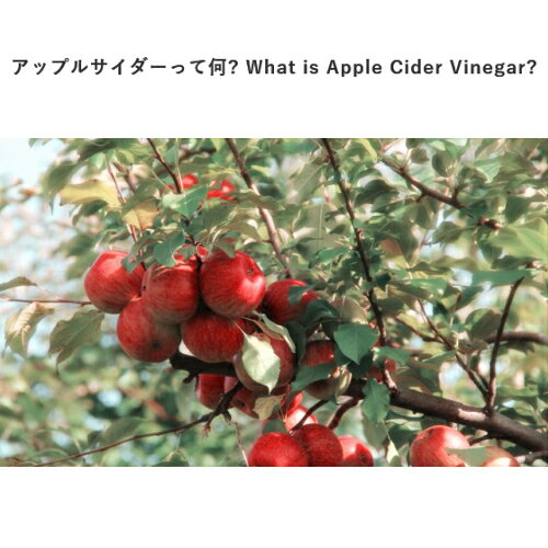 【ポイント3倍！】ダブル勝利！リンゴ酢 アップル ビネガー エデンオーガニック アップルサイダー ビネガー 473ml 2本セット bsecond-10012397 ビューティーツー サンプル画像2