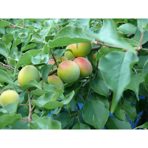 ���� ���Ĥ�����ߴ��� 130g 6�ĥ��å� ��ʬ������ ���� �����